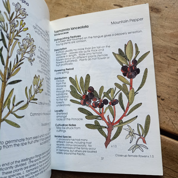 Sample page from Wildflowers of Mt Wellington plant identikit