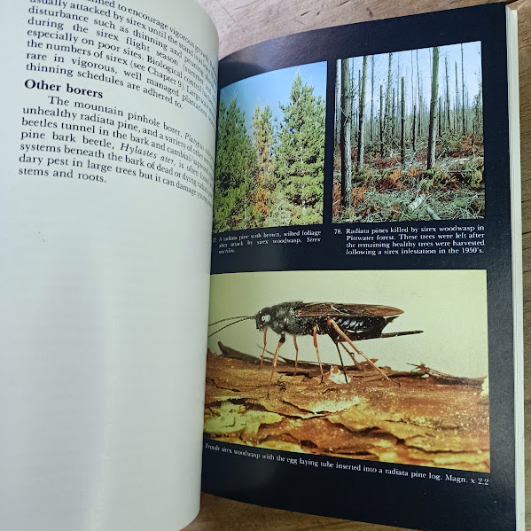Sample illustrated page from book Insect Pests of Trees and Timber in Tasmania