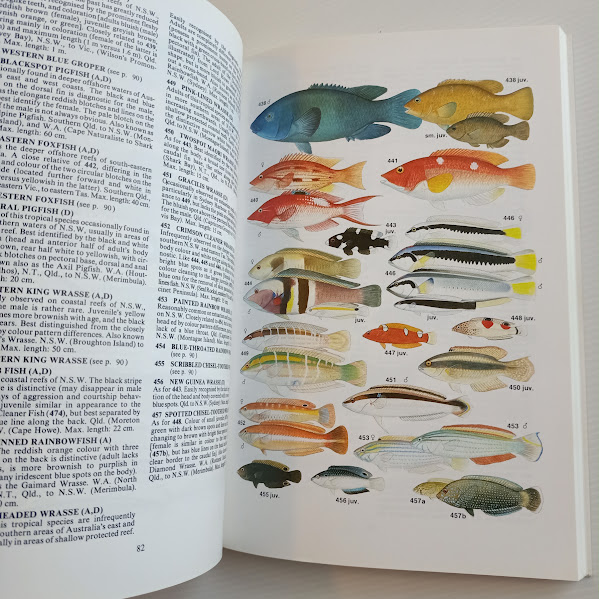 Sample page 2 Sea Fishes of Southern Australia