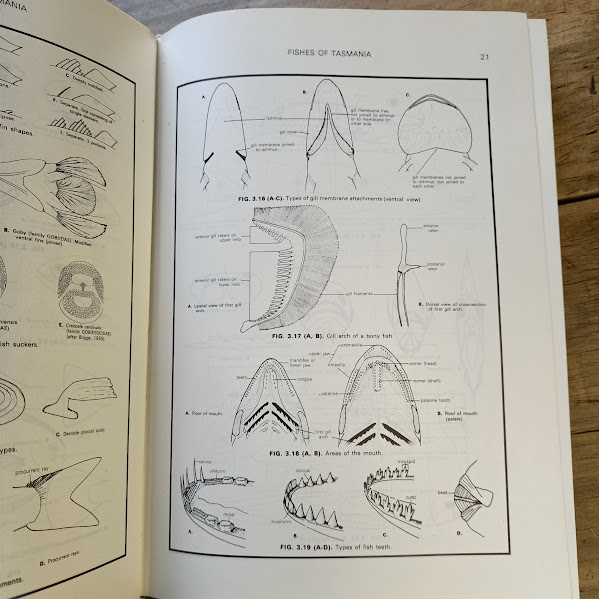 Diagrams from Fishes of Tasmania