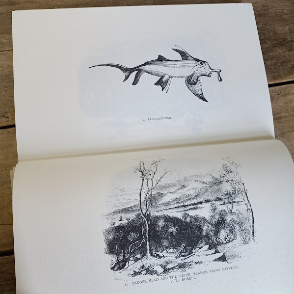 Elephant fish and badger head drawings from Louisa Anne Meredith My Home in Tasmania 1979 ed