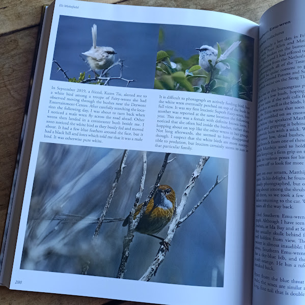 A Life with the Birds wren