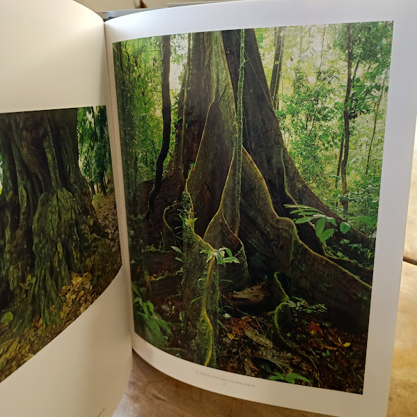 In the Forest Dombrovskis photograph