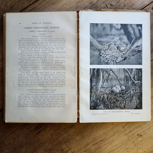 Handbook of the Birds of Tasmania and its dependencies photo spread