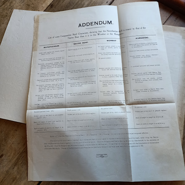 A Monograph of Nototherium Tasmanicum addendum