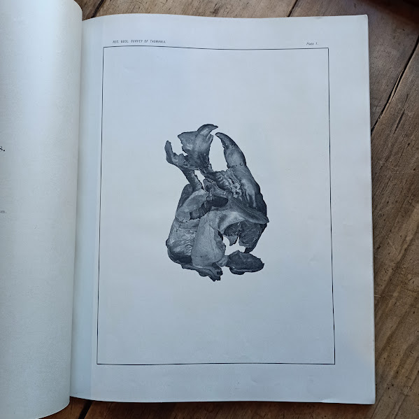 A Monograph of Nototherium Tasmanicum sample plate skull