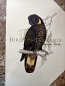 Birds of Tasmania - used