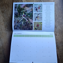 Orchids of Tasmania Calendar 2027 by Wapstra